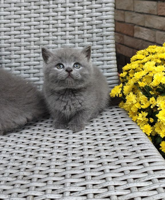 Шотландський прямовухий класичний хлопчик. 1.5 міс.