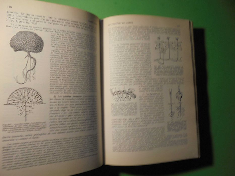 Strasburguer (E./Outros);Tratado de Botánica