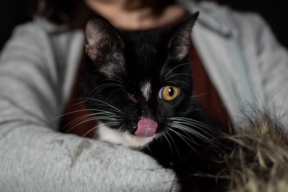 Słodka Mangora bez oczka szuka domku