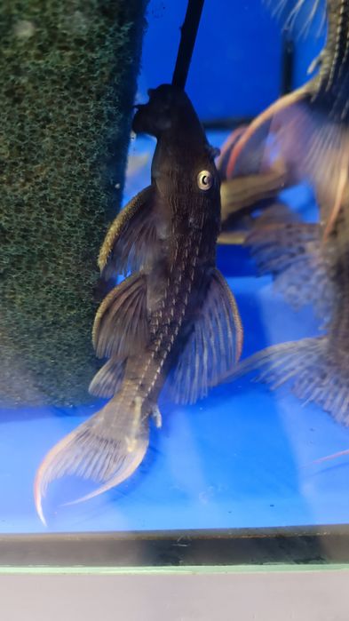 L 24 super red rarytas