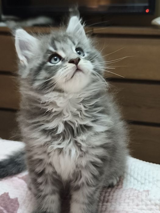 MAINE COON  o gigante gentil entrego com Lop