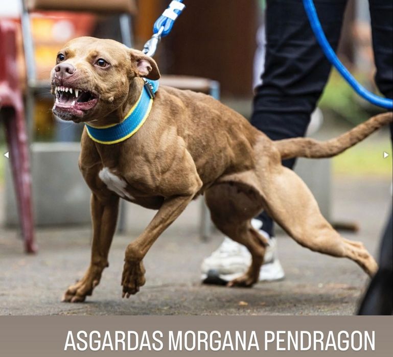 Цуценята американського пітбультер'єра ,АПБТ , Питбуль