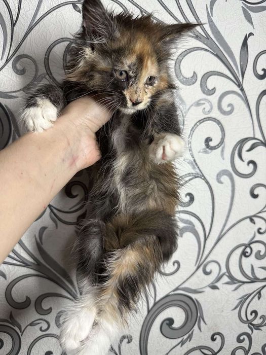 Мейн-кун дівчинка