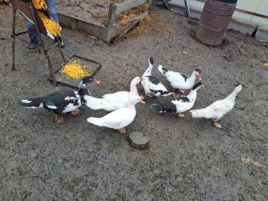 Продаються Індокачки