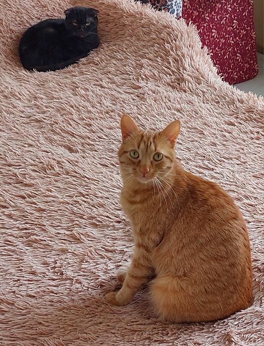 Перетримка котиків)