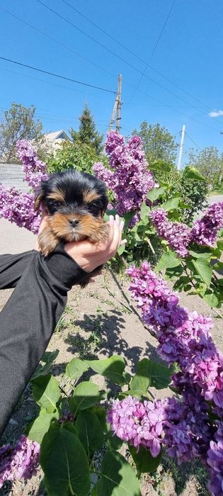 Дуже Гарної Якості Цуценята.