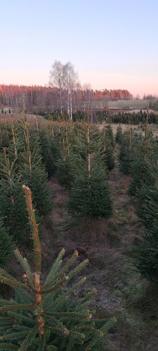 Choinki z plantacji 2,5-4 metry DUŻE.