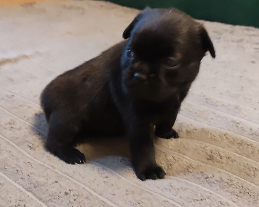 Щенки французького бульдога