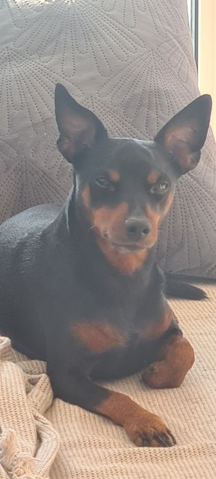 Krycie reproduktor pinczer miniaturowy