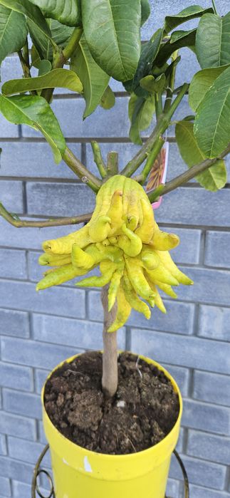 Уценка!Цитрон "Рука Будди",Лимон