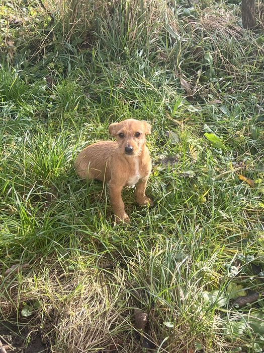 Дві дівчинки джек расел (бородаті)