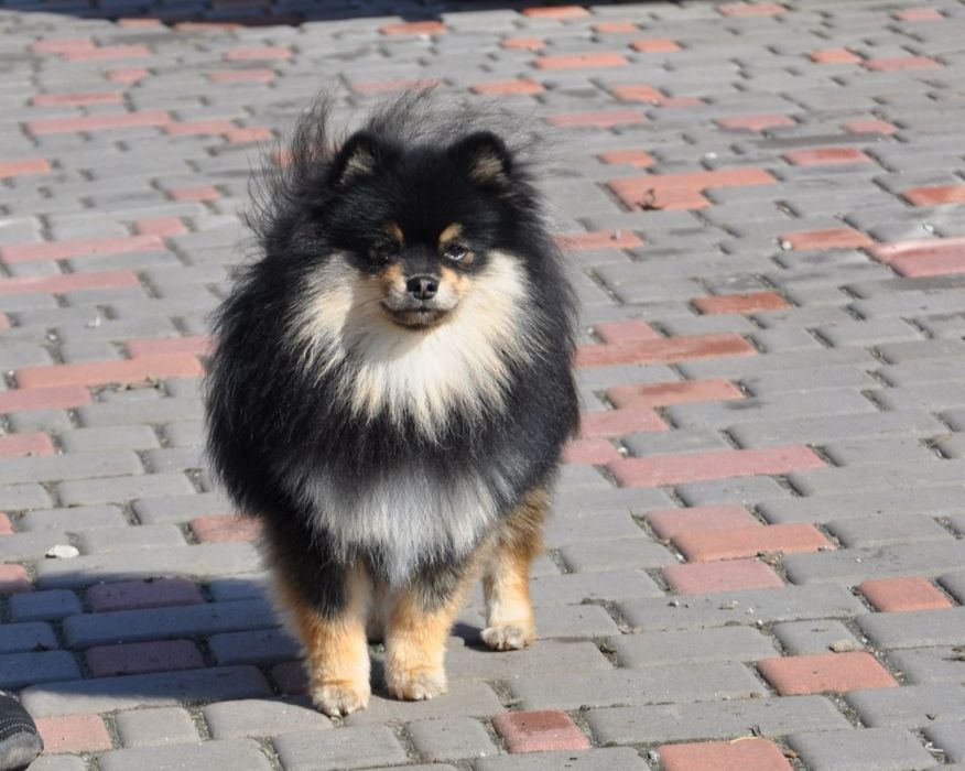 Ціни різні. Неймовірні хлопчики та дівчатка.