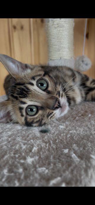 Бенгальський шикарний елітний котик