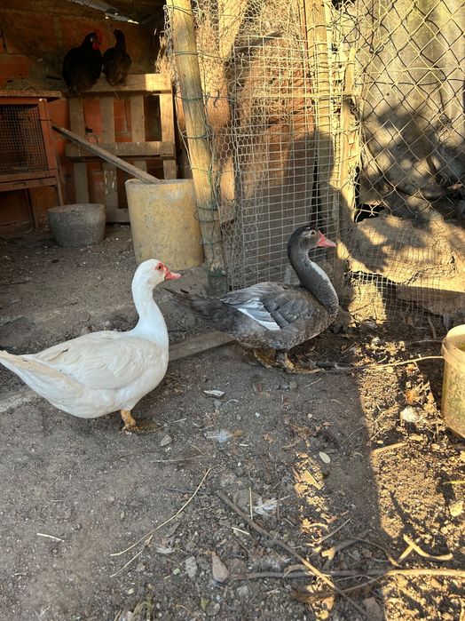 Casal de patos mudos