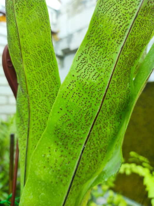 Microsorum punctatum. Папороть