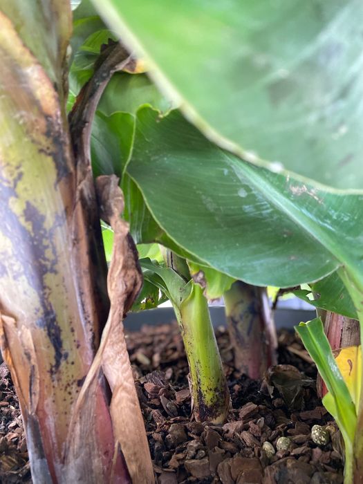 Bananeiras „Musa Dwarf Cavendish“