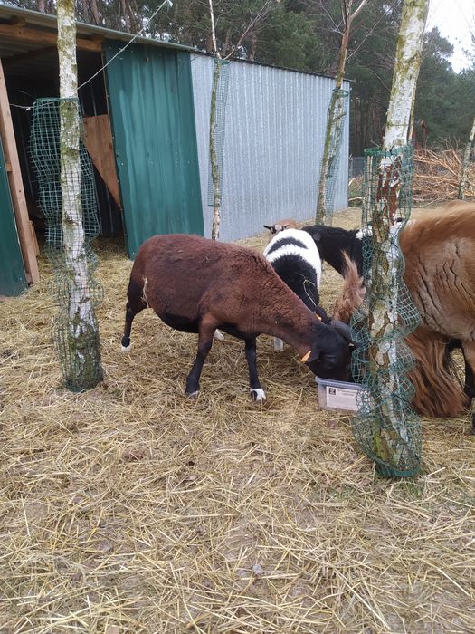 Owca kameruńska, kotna