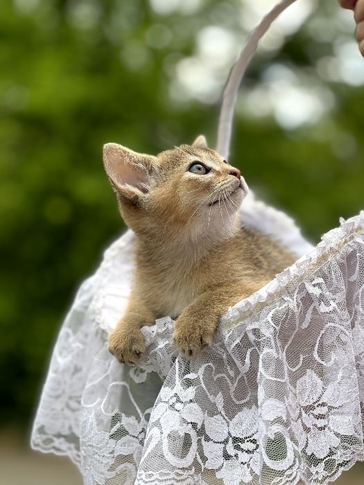 Чарівний абісінський хлопчик.Доставка за кордон.