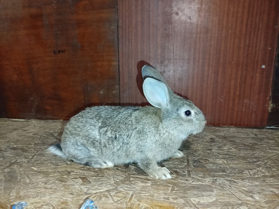 Кролі 3 місяці )