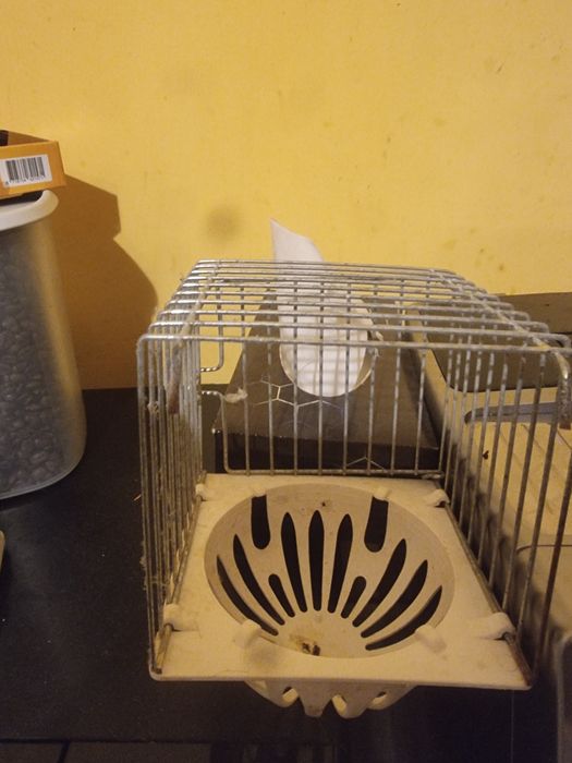 Sprzedam budkę legowa dla kanarka zeberek