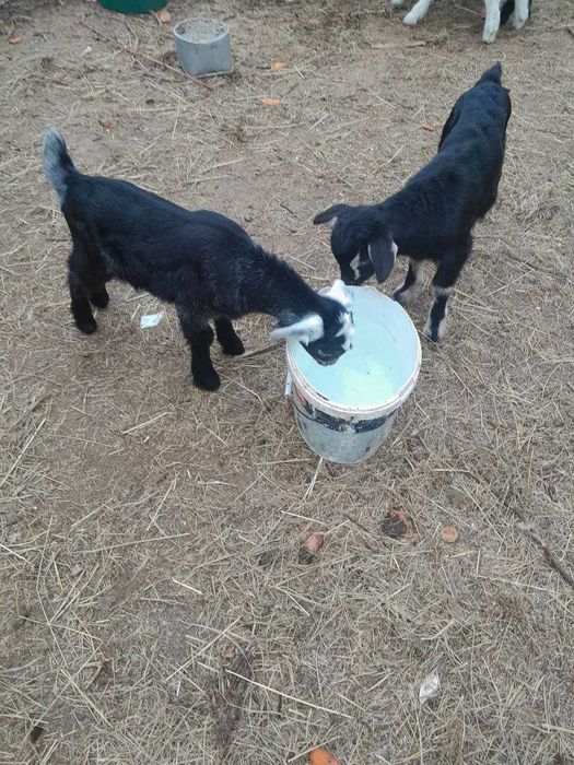 Продам КОЗЕНЯТ від 100 до 500 грн.