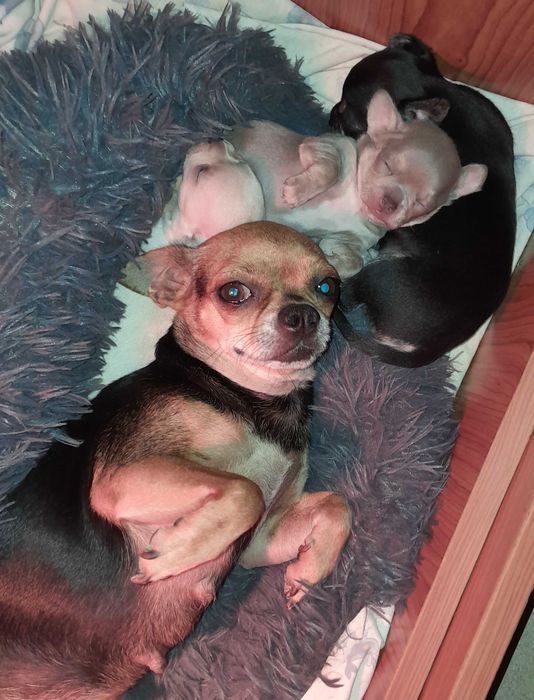 Chihuahua Bebé c/ LOP