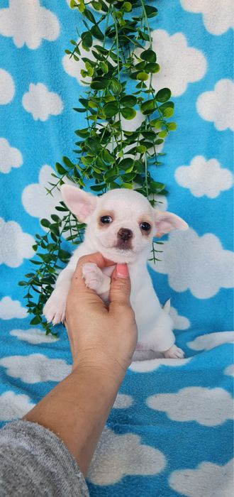 Excelente mini chihuahua/chiuaua Qualidade, Linhagem Russa