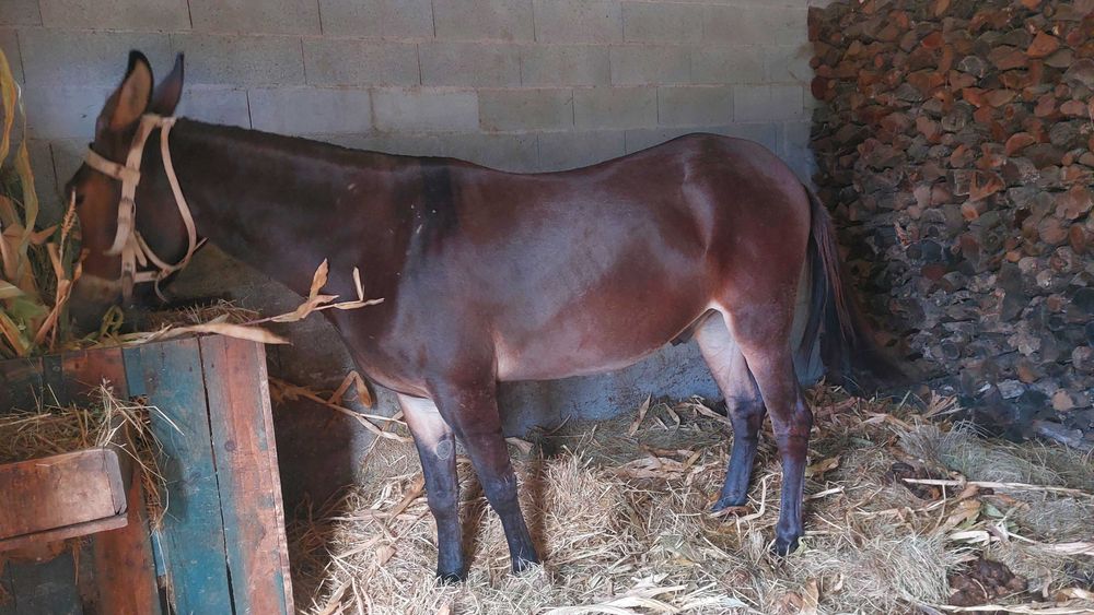 Macho filho de burra