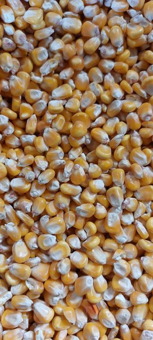 Kukurydza sucha, cała, kruszona, mielona