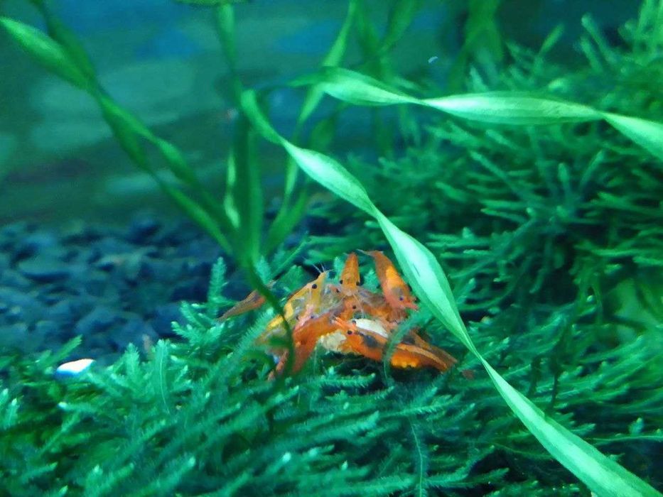 Акваріумні креветки