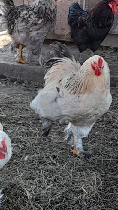 Продам півнів ( Брама )