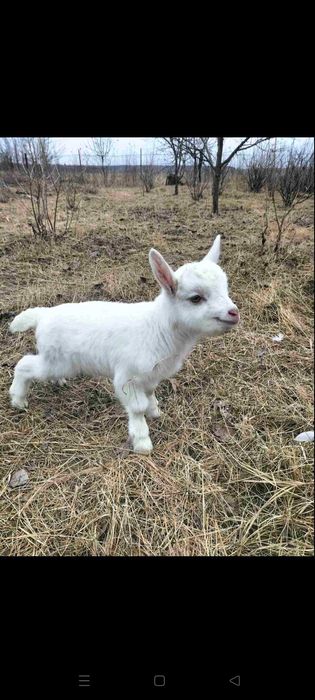 Продам козенят недорого