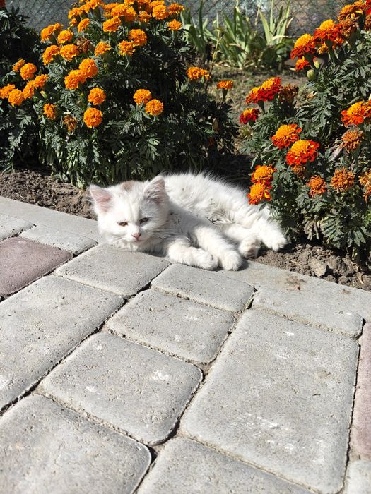 Біленькі кошенята