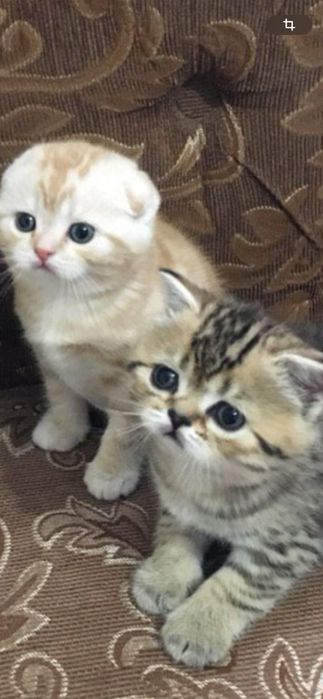 Скоттиш ( фолд )