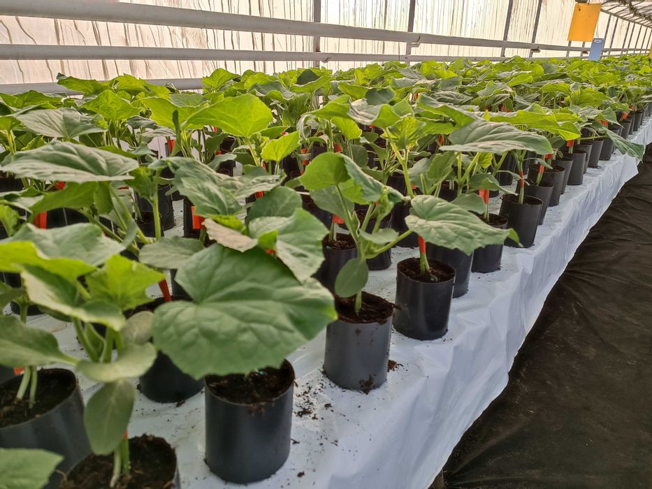 Rozsada pomidora  ,ogórka szczepionego,fasoli