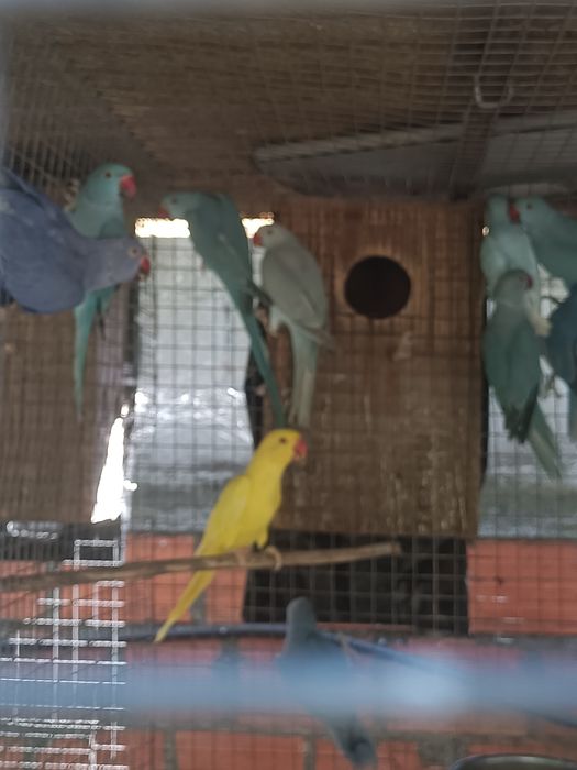 Ringnecks para dispensar