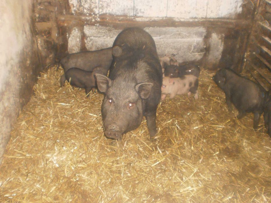 Продам поросят в’єтнамської породи свині в'єтнамці