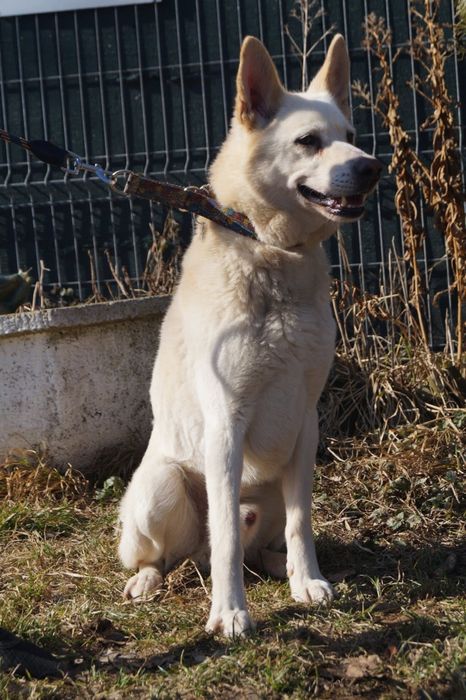 Biały mix husky szuka domu