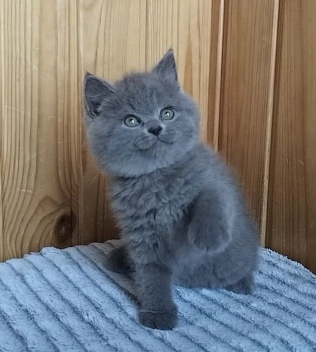 Котики маленькі ведмедики
