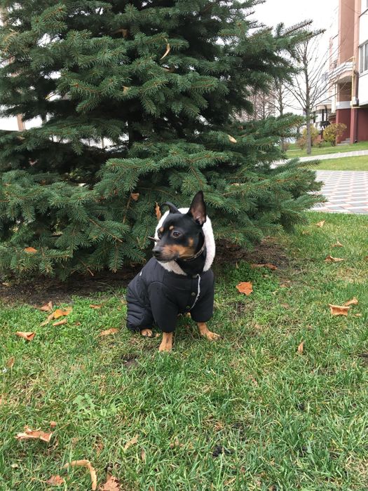 Пинчер отдам в добрые руки