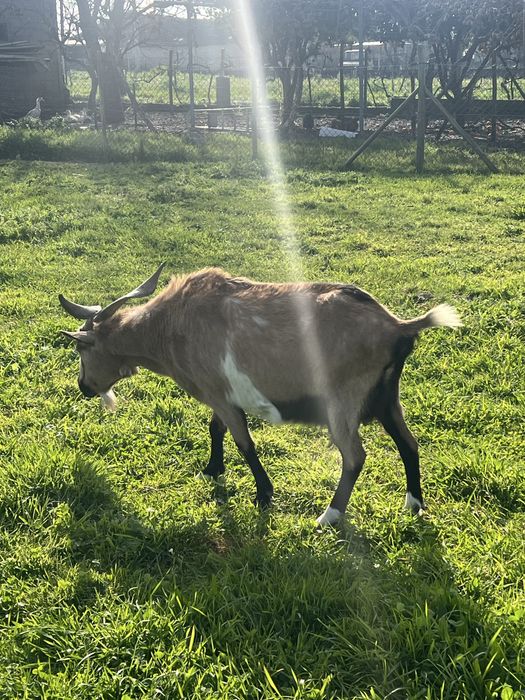 Vendo cabra velha