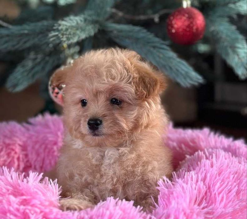 Обаятельный мальчик мальтипу. Мини.