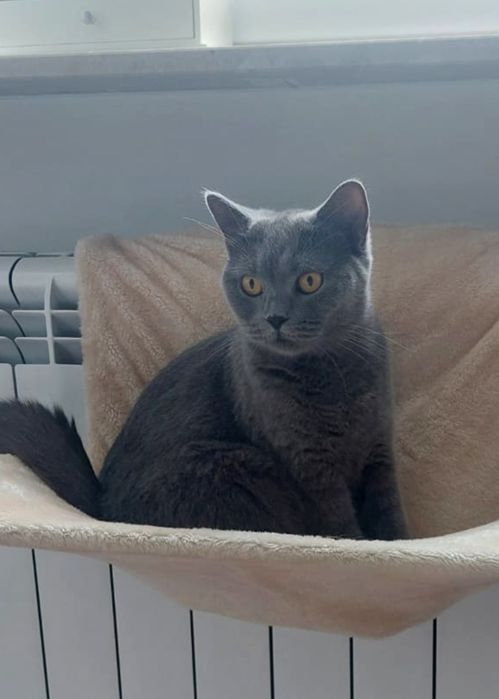 Kotka brytyjska krótkowłosa adopcja