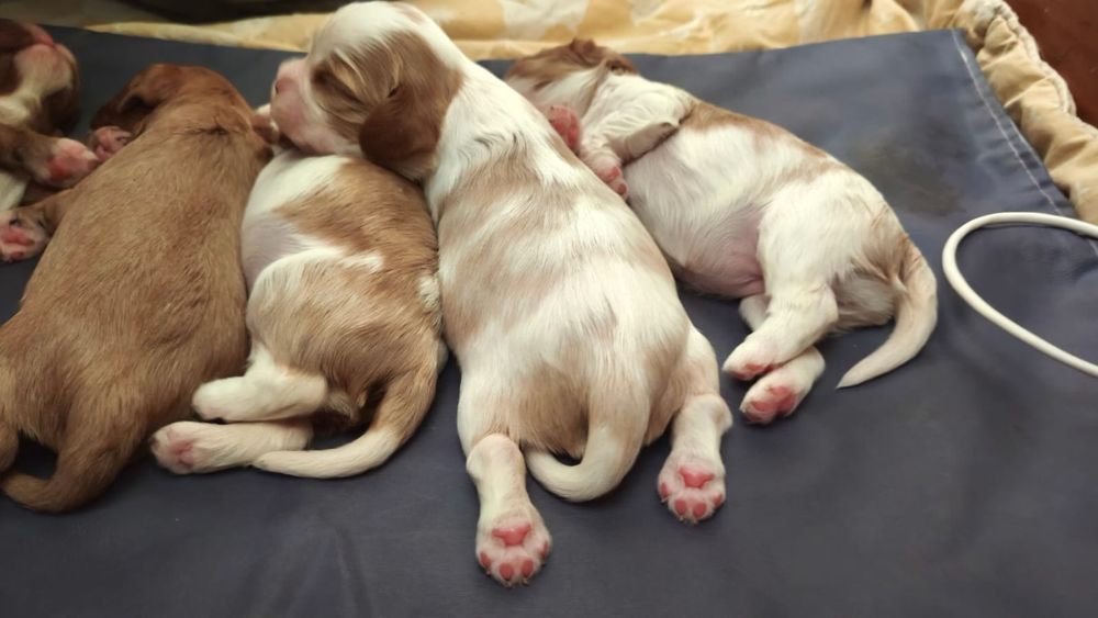 кавалер Чарльз кинг  спаниель  ксу хлопці та дівчінка Charles King Spa