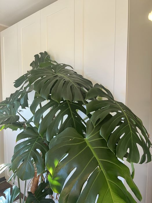 Monstera DUŻA 2metry