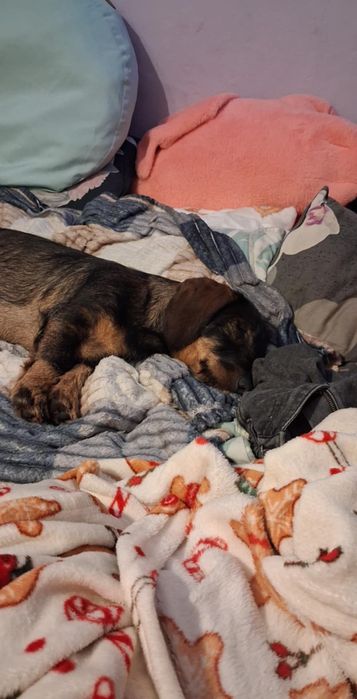 Jamnik szorstkowłosy standardowy