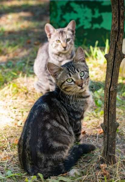 котята полосатые ищут дом