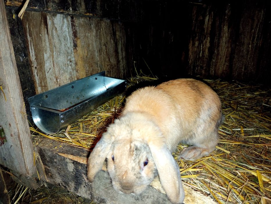 Samczyk baranek miniaturka