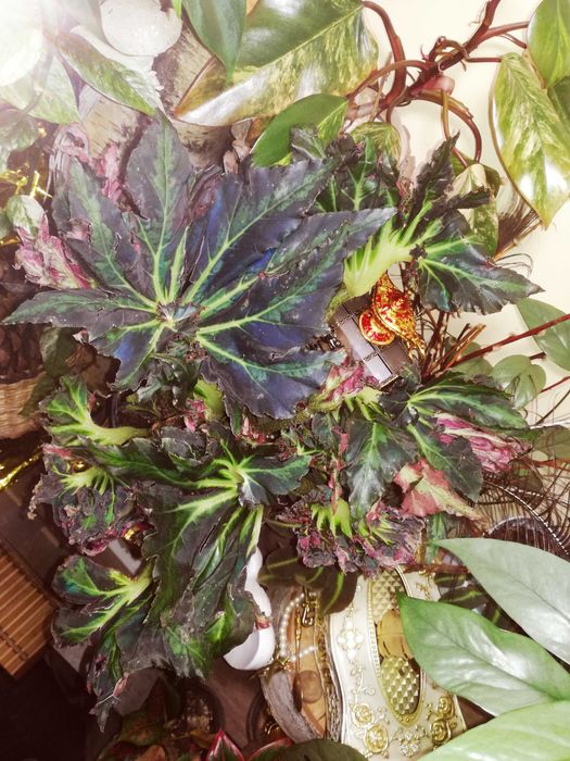 Begonia Heracleifolia Vampire Wampir monstera roślina UNIKAT