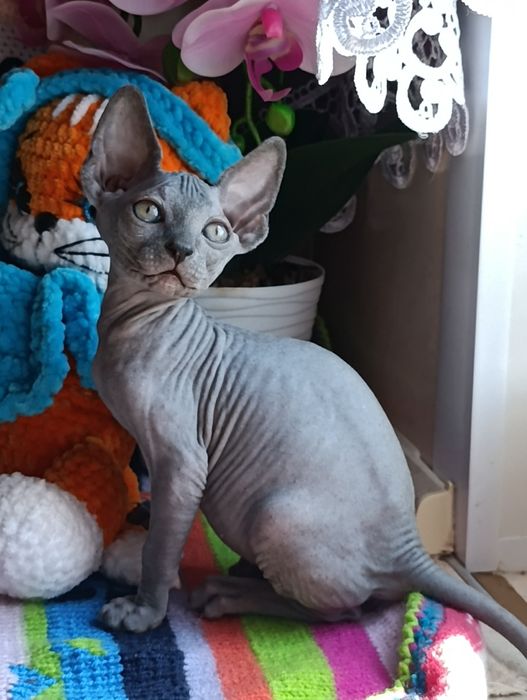 Сфинкс мальчик котенок